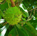 Aescine Aescine