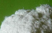 Ergosterol Ergosterol