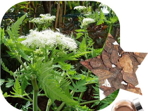 Myrrh Root Extract Myrrh Root Extract