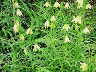 Thunberg Fritillary Bulb Extract Thunberg Fritillary Bulb Extract