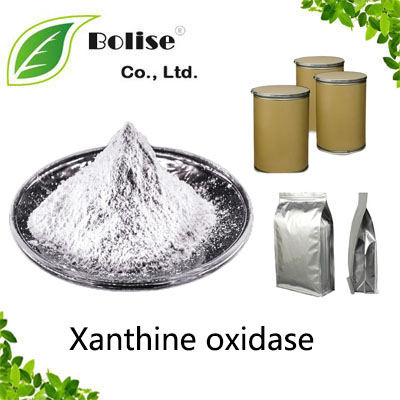 Xanthine oxidase Xanthine oxidase