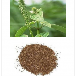 Achyranthes Extract Powder