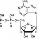 Adenosine disodium triphosphate