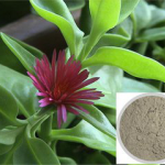 Andrographis paniculata Extract