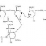 Asialoganglioside