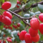 Asiatic Cornelian Cherry Fruit Extract