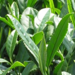 Camellia sinensis