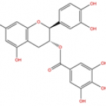 Catechin gallate