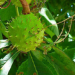 Chestnuts extract