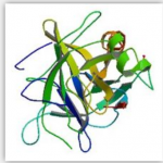 Chymotrypsin