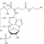 Coenzyme A