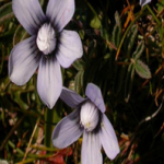 Coleus Forskohlii Extract