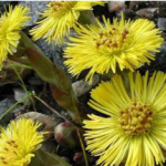 Common Coltsfoot Flower Extract