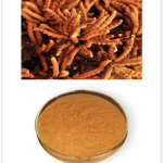 Cordyceps Extract