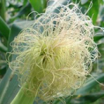 Corn Silk Extract