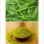 Green Tea Extract