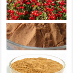 Hawthorn Fruit Extract