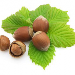 Hazelnut extract