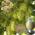 Hops Extract