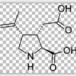 Kainic Acid