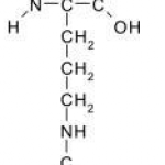 L-Citrulline