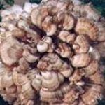 Maitake Mushroom Extract