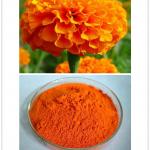 Marigold Extract