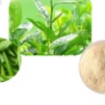 Natural Camellia oleifera leaf extract