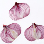 Onion Extract