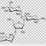 Paromomycin Sulfate