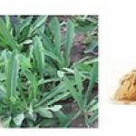 Patrinia sibirica roots/ rhizomes extract