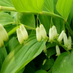 Polygonatum odoratum (Mill.)Druce Extract