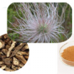 Pulsatilla root extract