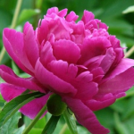 Red Peony P.E.