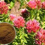 Rhodiola rosea Extract