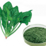 Spinach leaves extract Chlorophyll