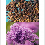 Syringa vulgaris