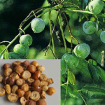 Szechwan Chinaberry Fruit Extract