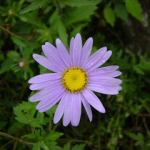 Tatarian Aster Extract