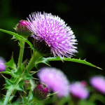 Thistle extract