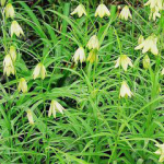 Thunberg Fritillary Bulb Extract