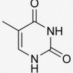 Thymine