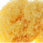 Tremella fuciformis Extract