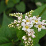 Wild Buckwheat Rhizome Extract