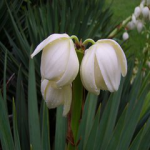 Yucca P.E.