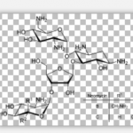 Neomycin