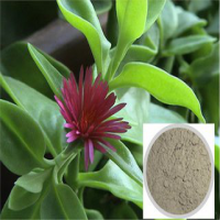 Andrographis paniculata Extract