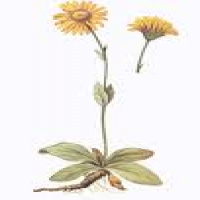 Arnica montana, radix