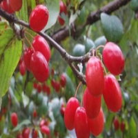 Asiatic Cornelian Cherry Fruit Extract