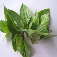 Basil leaf extract